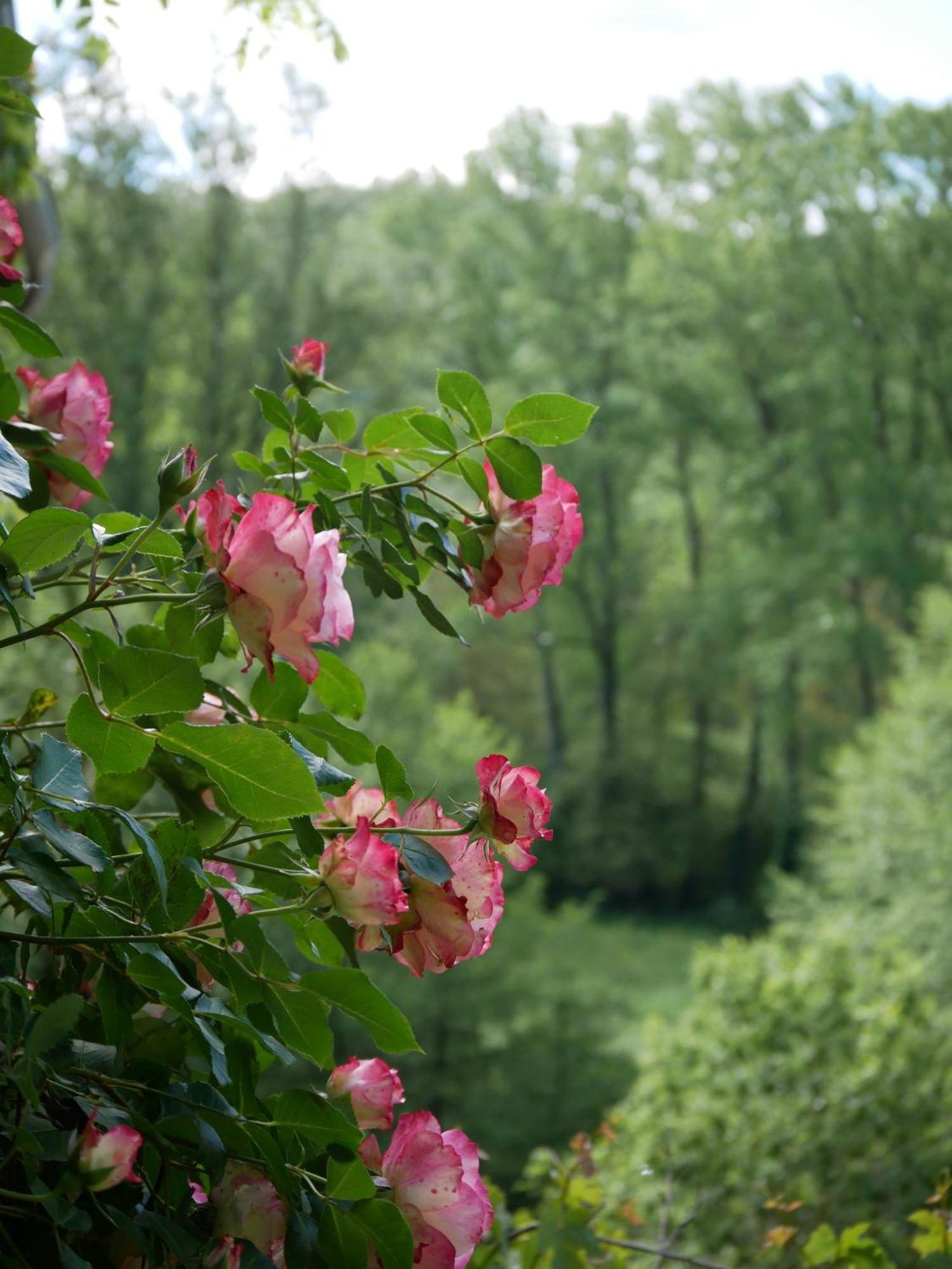 Les Jardins De Lumiere Bed & Breakfast Brusque Exterior photo